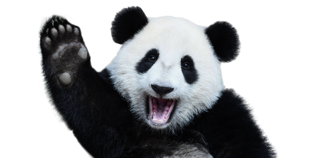 Panda Rose is awesome